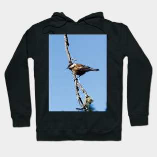 Chestnut-backed Chickadee Hoodie